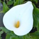 ZANTEDESCHIA aethiopica