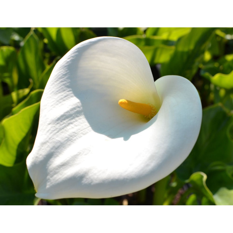 ZANTEDESCHIA aethiopica