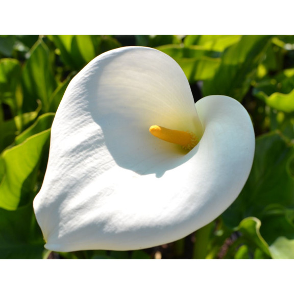 ZANTEDESCHIA aethiopica