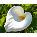 ZANTEDESCHIA aethiopica