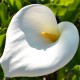 ZANTEDESCHIA aethiopica