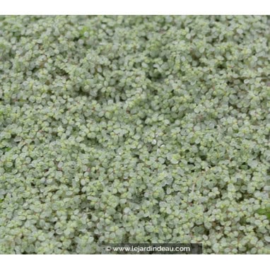 SOLEIROLIA soleirolii \'Argentea\'