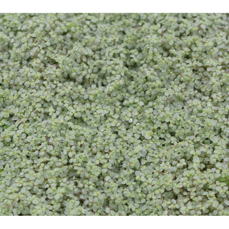 SOLEIROLIA soleirolii 'Argentea'