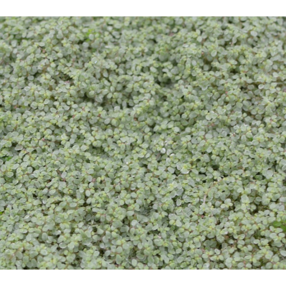 SOLEIROLIA soleirolii 'Argentea'