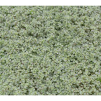 SOLEIROLIA soleirolii 'Argentea'