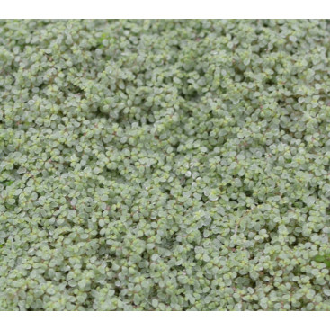 SOLEIROLIA soleirolii \'Argentea\'