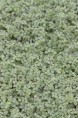SOLEIROLIA soleirolii 'Argentea'