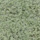 SOLEIROLIA soleirolii 'Argentea'