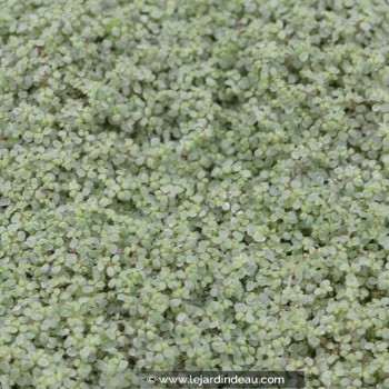 SOLEIROLIA soleirolii &#039;Argentea&#039;