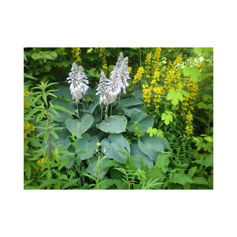 HOSTA sieboldiana 'Elegans'