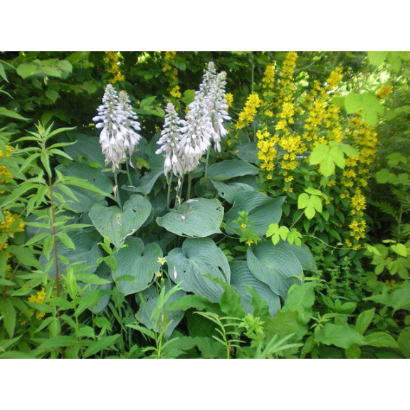 HOSTA sieboldiana 'Elegans'