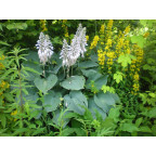 HOSTA sieboldiana 'Elegans'