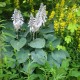 HOSTA sieboldiana 'Elegans'