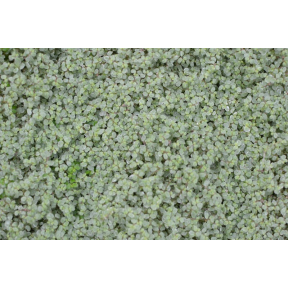 SOLEIROLIA soleirolii 'Argentea'