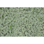 SOLEIROLIA soleirolii 'Argentea'