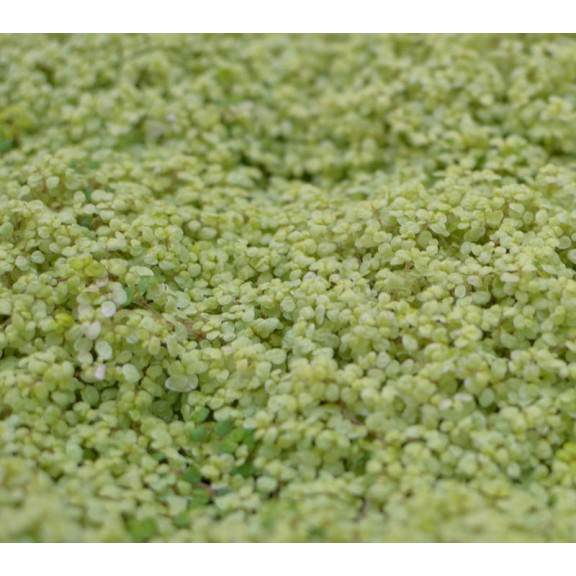 SOLEIROLIA soleirolii 'Aurea'