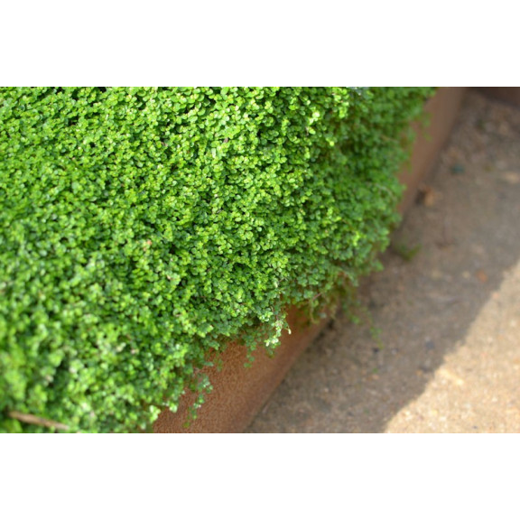 SOLEIROLIA soleirolii