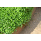 SOLEIROLIA soleirolii