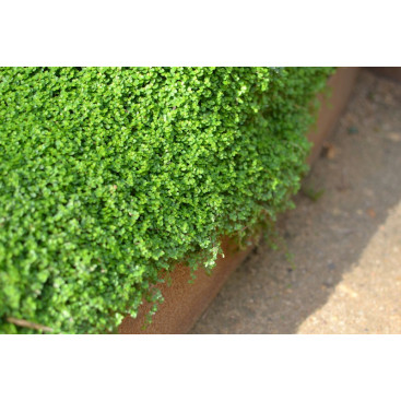 SOLEIROLIA soleirolii