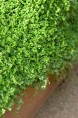 SOLEIROLIA soleirolii
