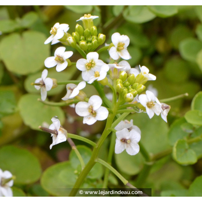NASTURTIUM officinale
