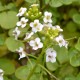 NASTURTIUM officinale