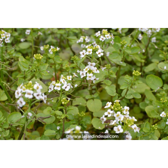 NASTURTIUM officinale