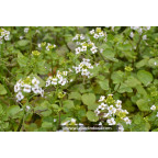 NASTURTIUM officinale