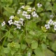 NASTURTIUM officinale