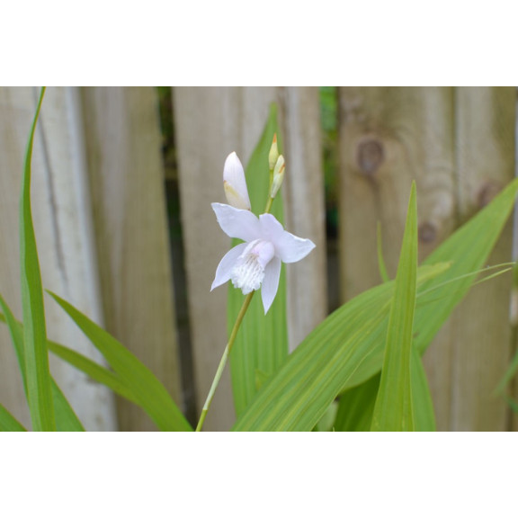 BLETILLA striata 'Alba'