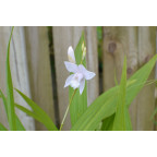 BLETILLA striata 'Alba'
