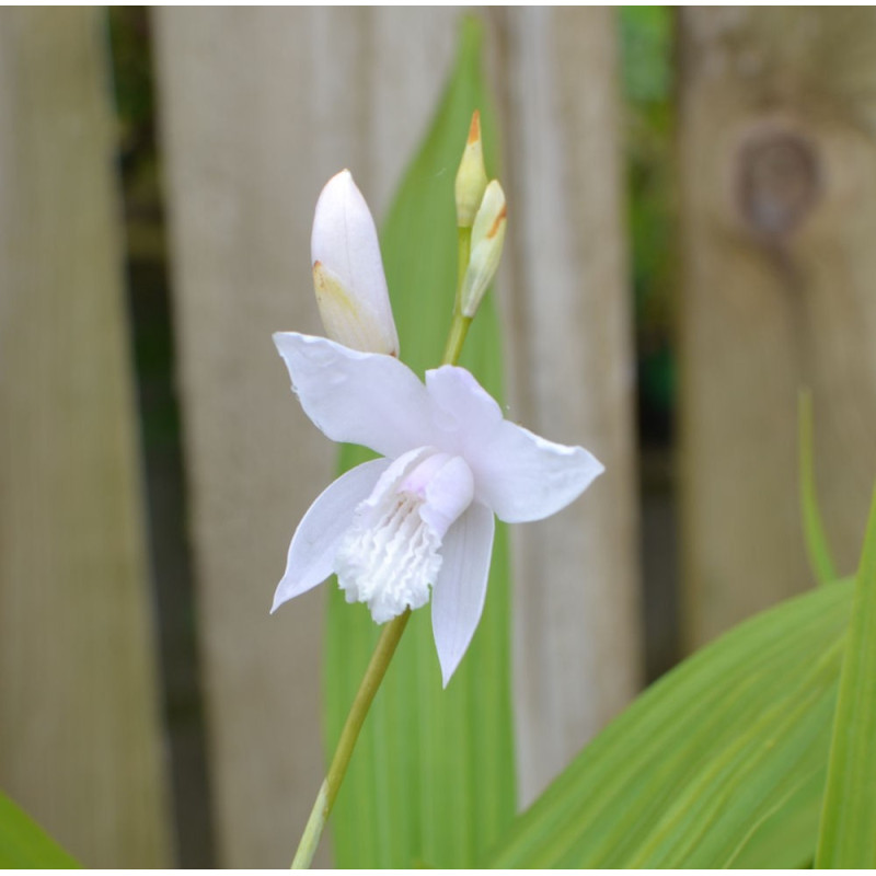 BLETILLA striata 'Alba'