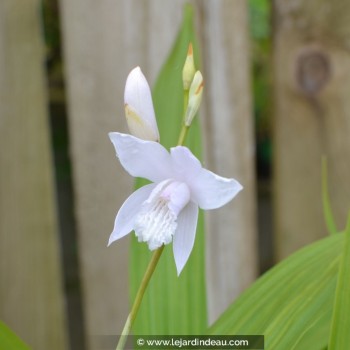 BLETILLA striata &#039;Alba&#039;