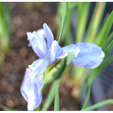 IRIS sibirica
