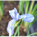 IRIS sibirica (de semis)