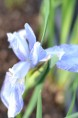 IRIS sibirica