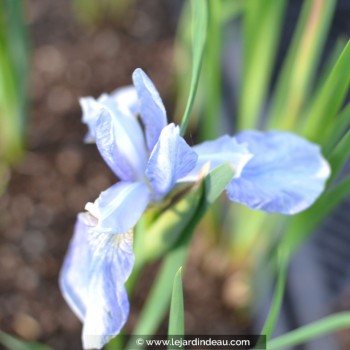 IRIS sibirica (de semis)