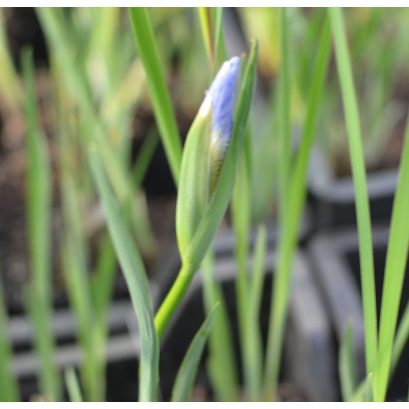 IRIS sibirica (de semis)