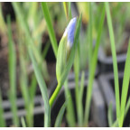 IRIS sibirica (de semis)