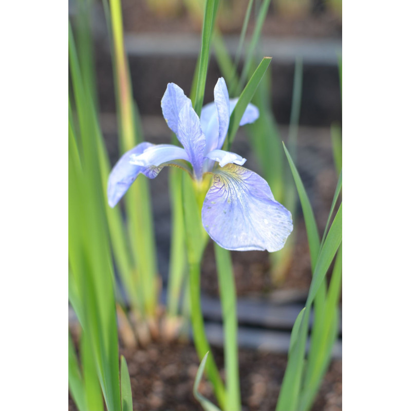 IRIS sibirica (de semis)
