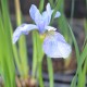 IRIS sibirica (de semis)