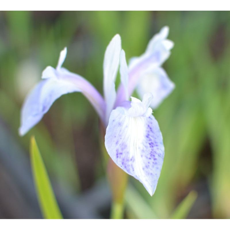 IRIS laevigata 'Mottled Beauty' IRIS laevigata 'Mottled Beauty'