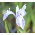 IRIS laevigata 'Mottled Beauty' IRIS laevigata 'Mottled Beauty'