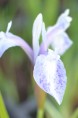 IRIS laevigata 'Mottled Beauty'
