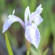 IRIS laevigata 'Mottled Beauty'