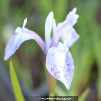 IRIS laevigata &#039;Mottled Beauty&#039;