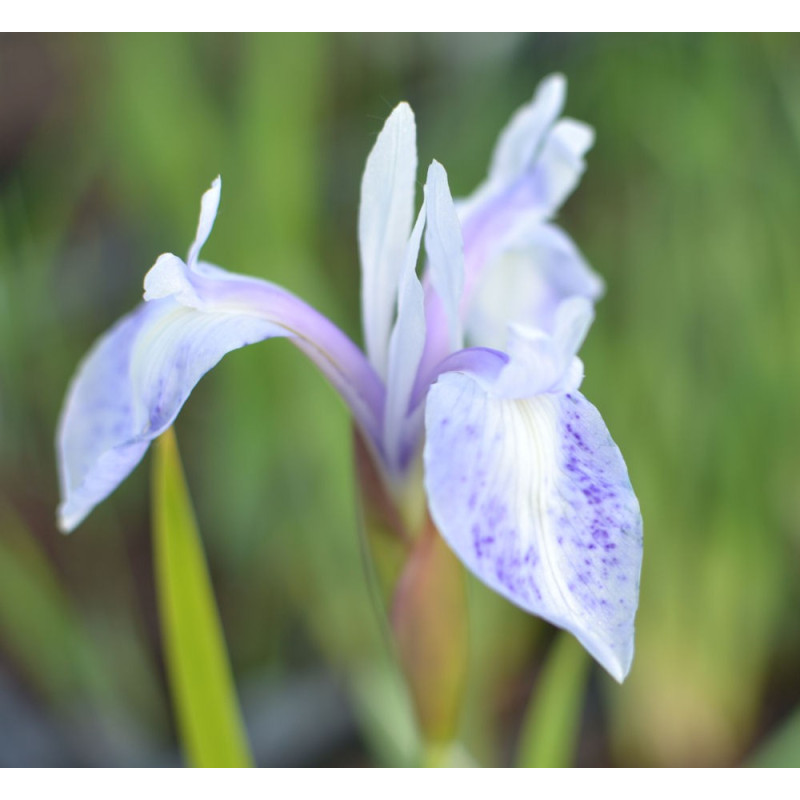 IRIS laevigata 'Mottled Beauty' IRIS laevigata 'Mottled Beauty'