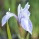 IRIS laevigata 'Mottled Beauty'