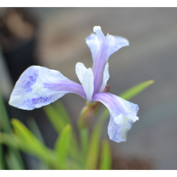 IRIS laevigata 'Mottled Beauty'