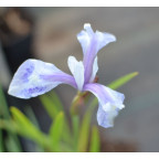 IRIS laevigata 'Mottled Beauty' IRIS laevigata 'Mottled Beauty'